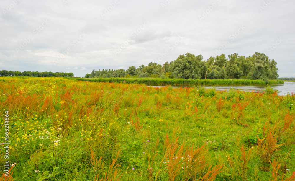 Fototapeta premium The edge of a lake in a green grassy natural park with wild flowers