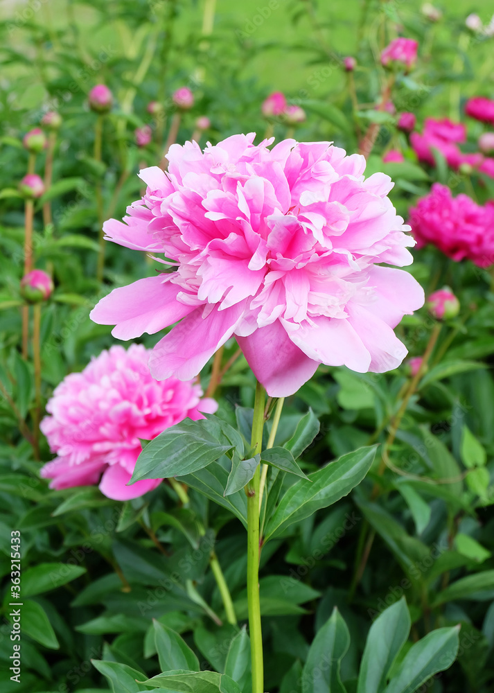 Terry pink peony against the background of white peonies on a flowerbed in the summer, vertical composition, close-up photo. Terry pink peony against the background of white peonies on a flowerbed in the summer, vertical composition, close-up photo.