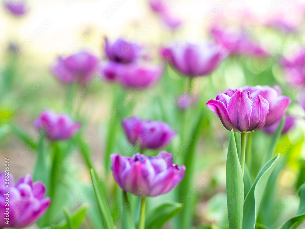 Spring Meadow with amazing opened purple tulips field. Bokeh effect. Festive springtime background Spring Meadow with amazing opened purple tulips field. Bokeh effect. Festive springtime background
