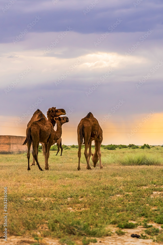 Camels in the pasture. Storm clouds in the sky. Camels graze in the semi-desert. Summer steppe landscape before the rain. Pastures. Semi desert with camel grass. Camels in the pasture. Storm clouds in the sky. Camels graze in the semi-desert. Summer steppe landscape before the rain. Pastures. Semi desert with camel grass.