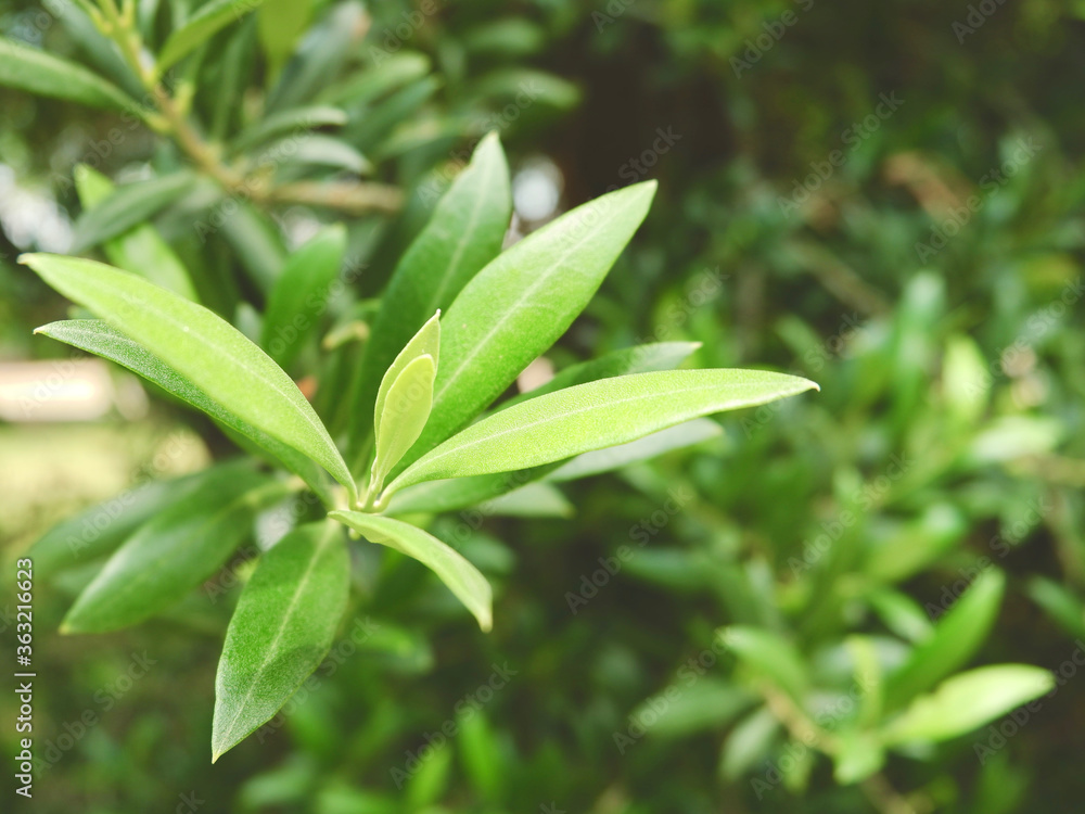 Young foliage on olive tree branch. Blurry vivid green background Young foliage on olive tree branch. Blurry vivid green background