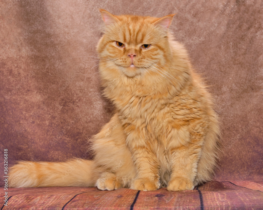 A British longhaired ginger cat sits on the vintage background