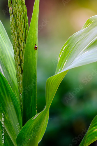 A tiny red beetle or ladybug is perching on the corn leaf.