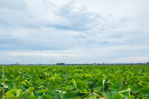 レンコン畑　ハスの葉