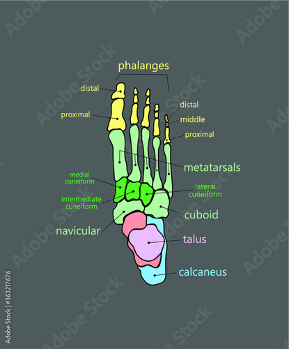 Colorful foot skeleton with bone names