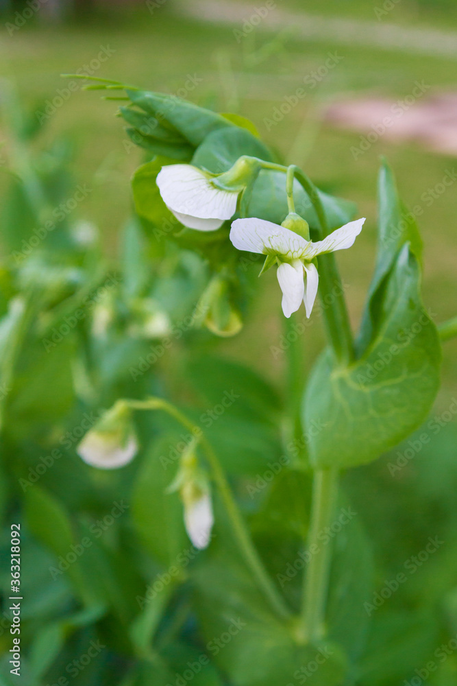 Green peas bloom and Mature in the garden in summer Green peas bloom and Mature in the garden in summer