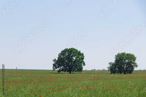 Ismailli - Ivanovka village, Azerbaijan. Lonely trees in the green wheat fields and red tulips. photo