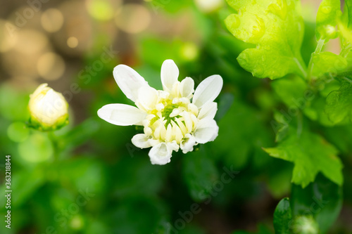 Beautiful baby white Chrysanthemum flowers photo