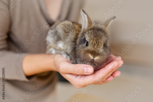 Beautiful baby rabbit bunny in farmer hands. Friendship and care of wild animals concept.