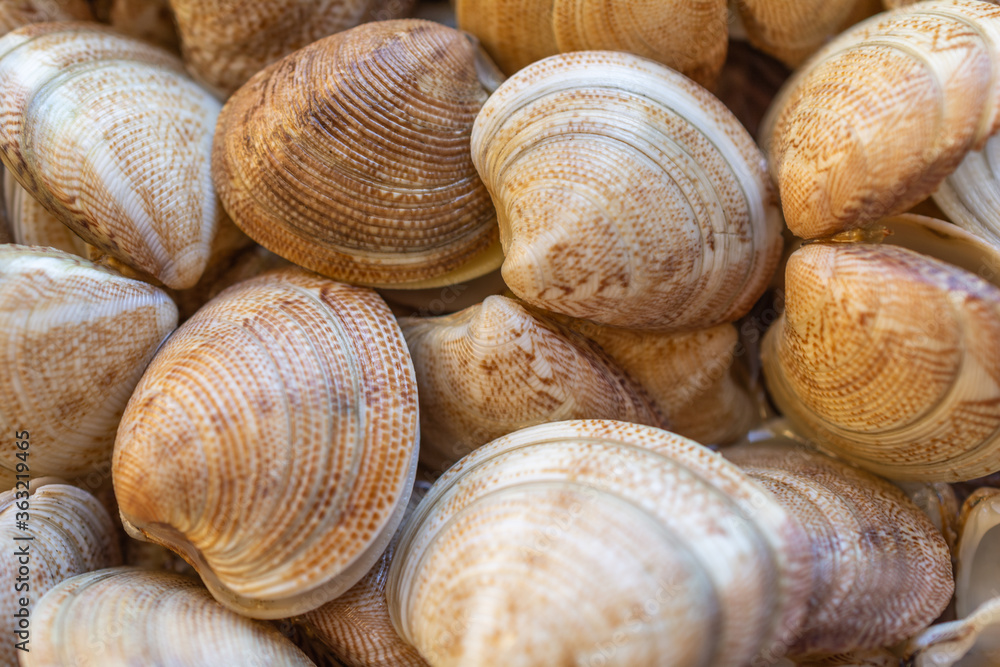 snail shells on the beach snail shells on the beach