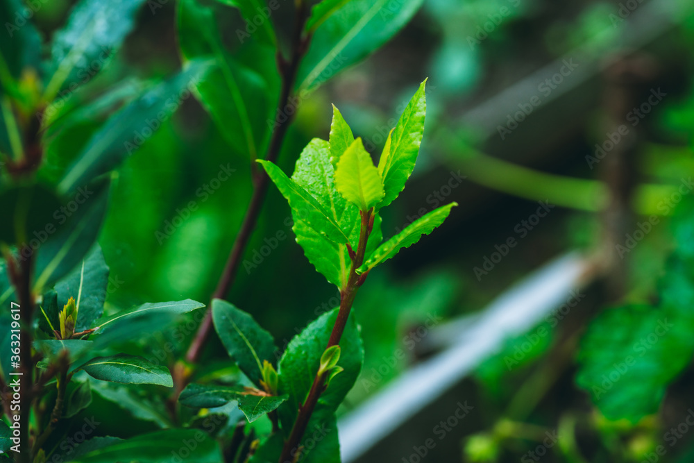Green bay tree growing in the garden. Selective focus. Shallow depth of field. Green bay tree growing in the garden. Selective focus. Shallow depth of field.