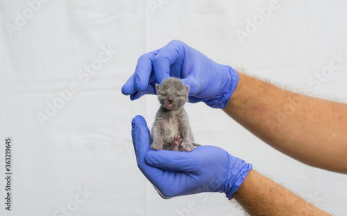Newborn kitten in hand. A small blind cat in caring hands. Cute baby cat close photo. A lovely kitten pet sleeps in your arms. Cute baby cat close-up. 