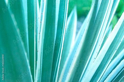 Abstract striped natural background. Nature tropical background. photo