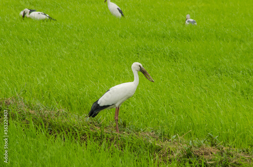 White and black asian openbill birds in rice filed