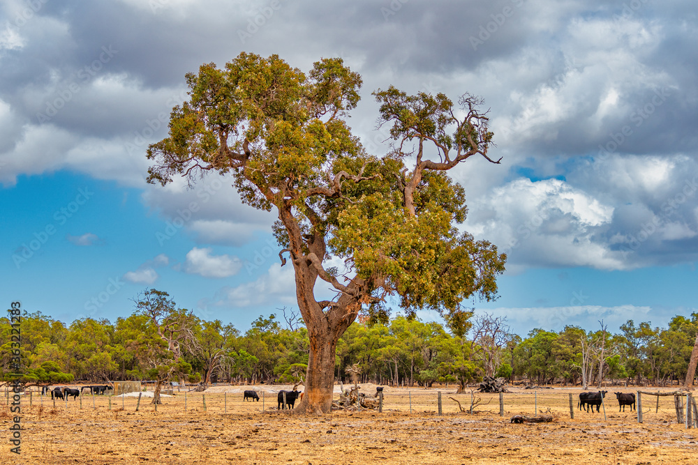 Cows grazing in the meadow at country WA Perth Cows grazing in the meadow at country WA Perth