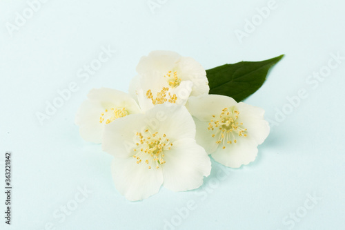 Blooming Jasmine flowers isolated on blue background, close up