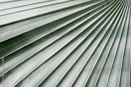 Pattern palm leaf background