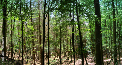Composite panorama of a dense deciduous forest with young trees in the sunshine