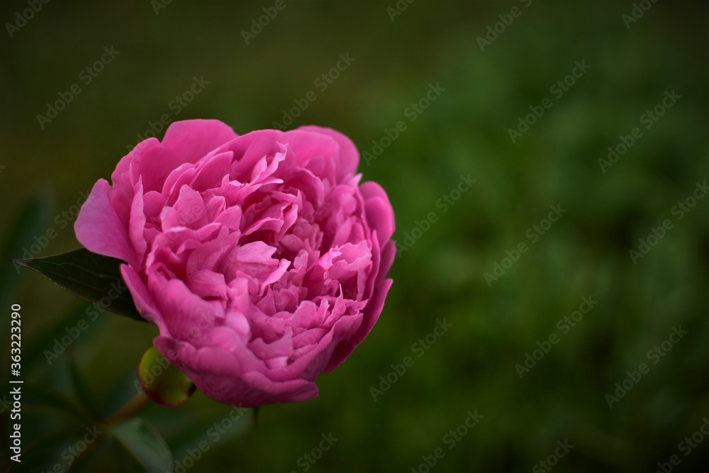 Pink peony blossoming on a summer morning against a dark background in the garden.
