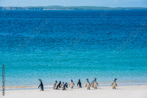 Fotografie Magellanic penquins on a beach in the Falkland islands