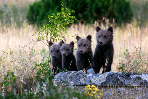 Marsican bear cubs in the wild. Marsican bear cubs, a protected species typical of central Italy. Animals in the wild in their natural habitat, in the Abruzzo region of Italy. photo