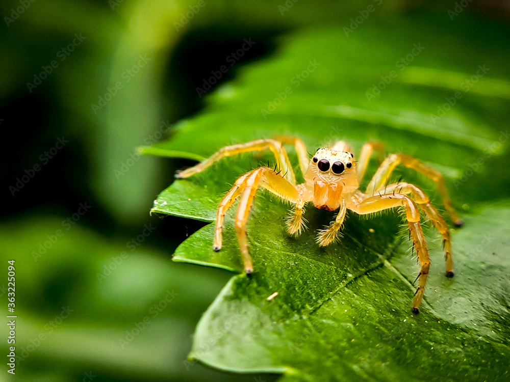 spider on a leaf spider on a leaf