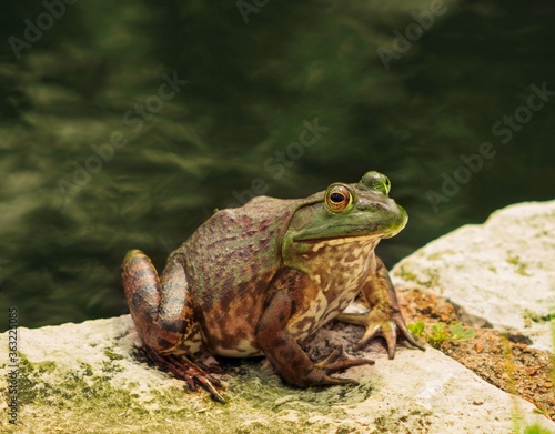 bull frog at some park pond in st louis © sarah
