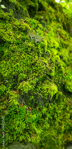 green moss background