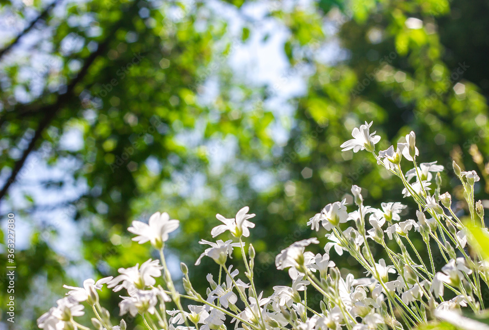 Small white flowers grow on a meadow field against a beautifully blurred background of sky and green foliage, sunny day on nature, copy space for text Small white flowers grow on a meadow field against a beautifully blurred background of sky and green foliage, sunny day on nature, copy space for text