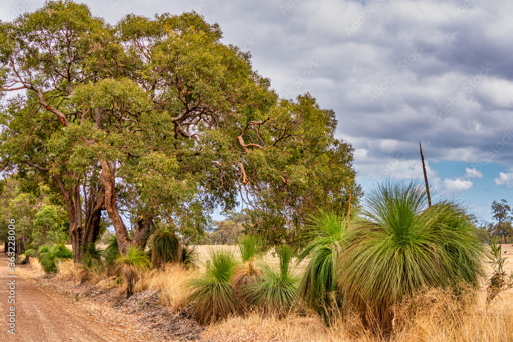 Fototapeta premium Native Grass Trees in the bush with flora and fauna outside of Perth