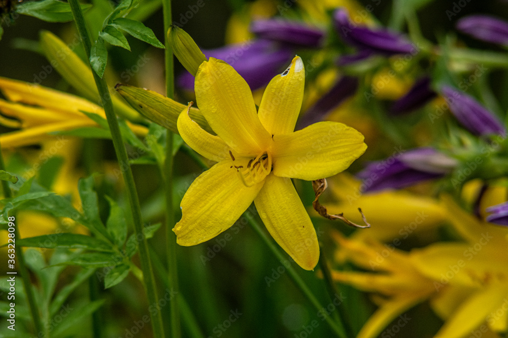 Wald Blumen Feld Landschaft Erzgebirge Städte Dörfer Wald Blumen Feld Landschaft Erzgebirge Städte Dörfer