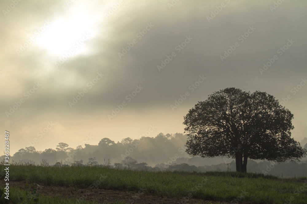 lonely tree in the fog