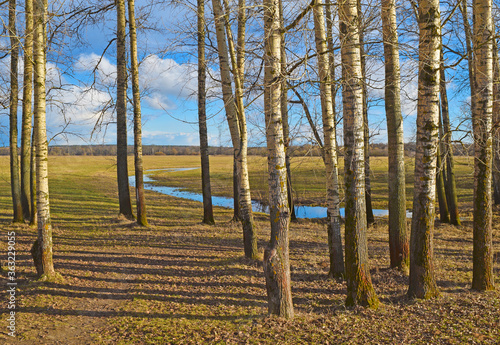Fototapeta Naklejka Na Ścianę i Meble -  View of trees and a river