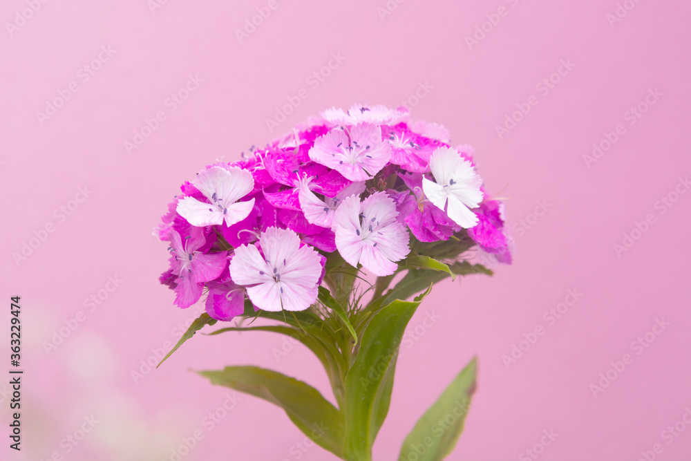 Obraz premium Summer garden. Blossoming Turkish carnation. Turkish carnation red with white . Dianthus barbatus. Caryophyllaceae Family.