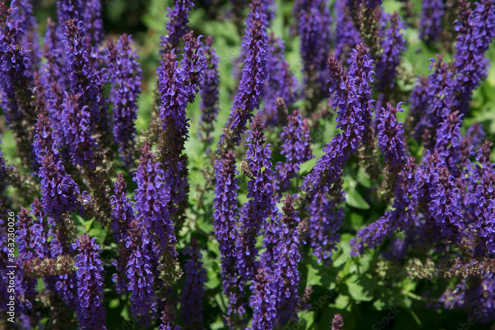 Obraz premium Horizontal picture of violet salvia nemorosa flowers for background. Daylight photo in botanical garden