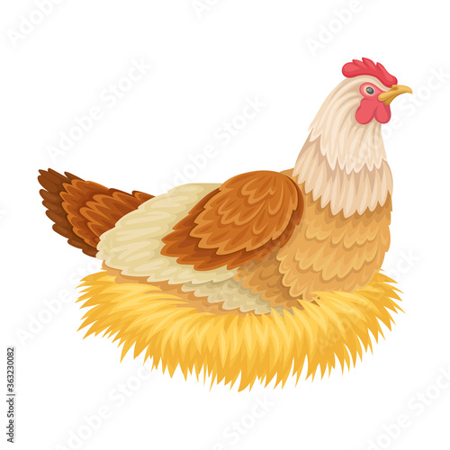 Hen Sitting on Eggs Isolated on White Background Vector Illustration