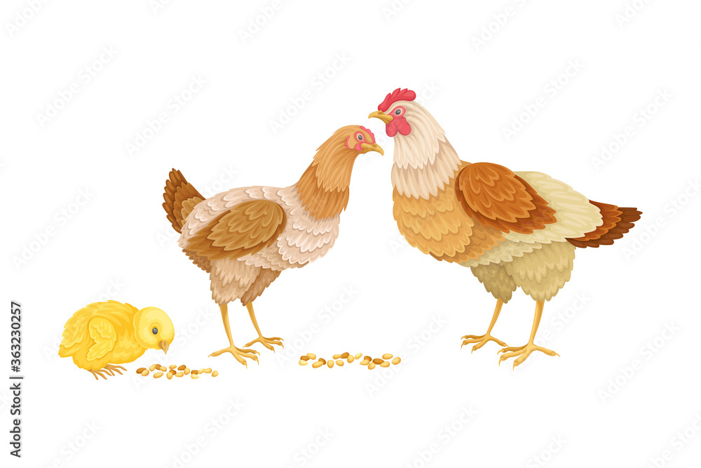Fototapeta premium Hen and Chicken Eating Grain from the Ground Vector Illustration