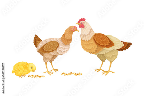 Hen and Chicken Eating Grain from the Ground Vector Illustration