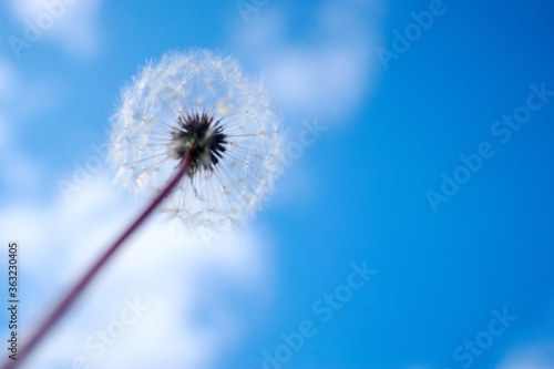 Dandelion on a background of blue sky with clouds.