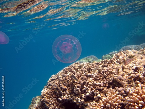 Jellyfish. Long-eared Aurelia, or Long-eared Jellyfish - a type of scyphoid from the order of discomedusa. It inhabits the coastal waters of the temperate and tropical seas. photo