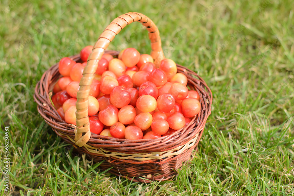 pink cherries in a wicker basket pink cherries in a wicker basket