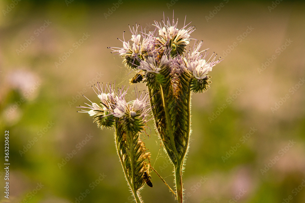 Wald Blumen Feld Landschaft Erzgebirge Städte Dörfer Wald Blumen Feld Landschaft Erzgebirge Städte Dörfer