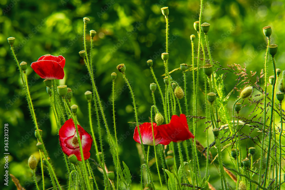 Obraz premium Wald Blumen Feld Landschaft Erzgebirge Städte Dörfer