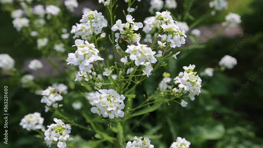Small white flowers of horseradish, close-up Small white flowers of horseradish, close-up