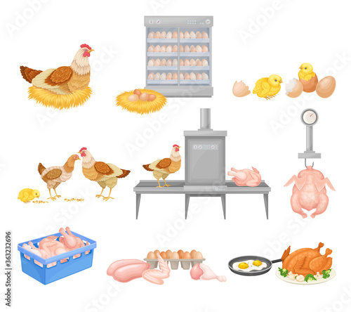 Hen Eggs Incubator and Dressed Chicken Vector Illustration