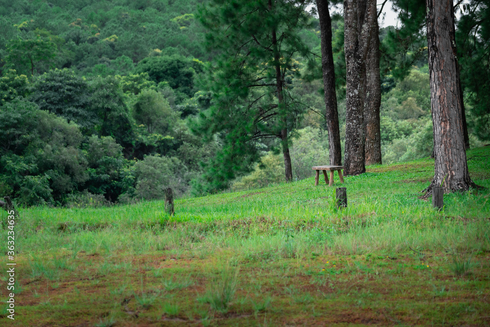 A wooden bench without people in the greenery forest with morning sunlight and freshness environment. Peaceful in the nature concept photo. A wooden bench without people in the greenery forest with morning sunlight and freshness environment. Peaceful in the nature concept photo.