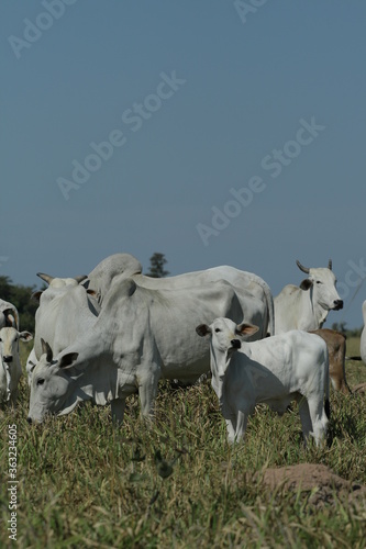 BOVINOCULTURA, BOI, NELORE, GADO, CORTE, REBANHO, PECUÁRIA