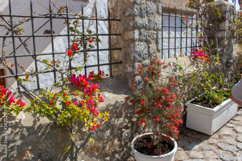 Fototapeta Naklejka Na Ścianę i Meble -  Rhodes, Greece | Rhodes Flowers