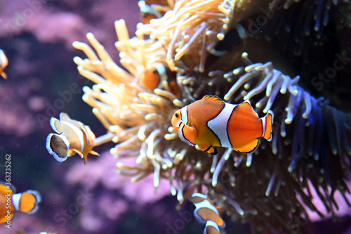 棲み処のイソギンチャクで遊ぶ可愛いカクレクマノミ達（日本の東京池袋サンシャイン水族館）