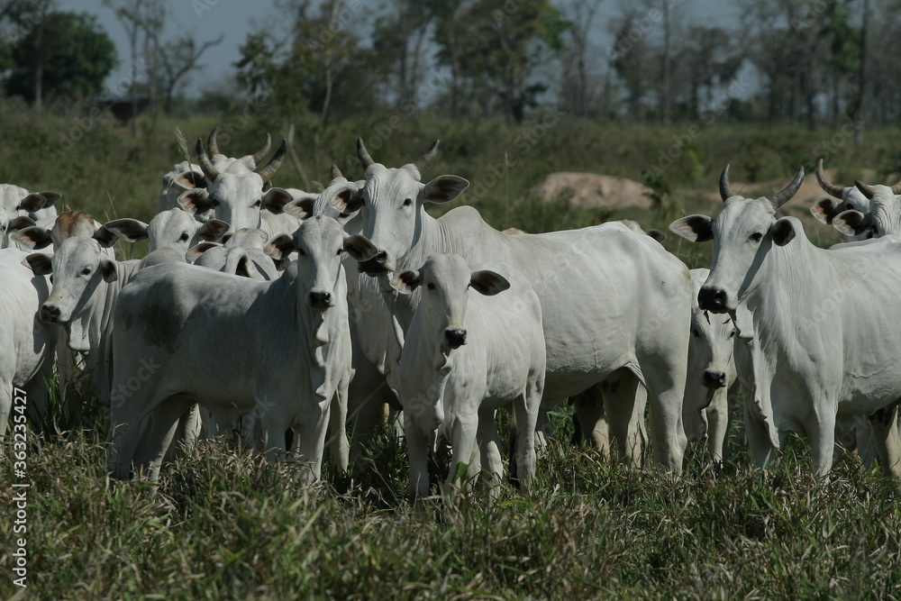 BOVINOCULTURA, BOI, NELORE, GADO, CORTE, REBANHO, PECUÁRIA BOVINOCULTURA, BOI, NELORE, GADO, CORTE, REBANHO, PECUÁRIA